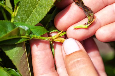 Doğulu meyve güvesinin şeftali dallarına verdiği zarar .