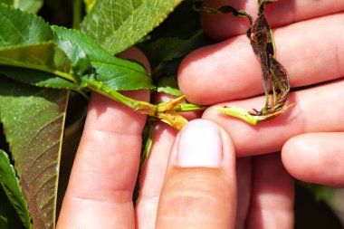Doğulu meyve güvesinin şeftali dallarına verdiği zarar .