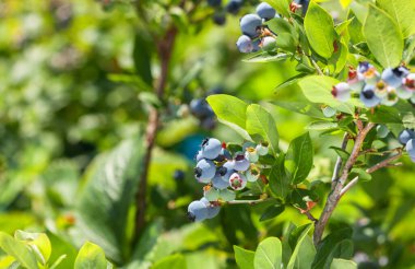 Çiçek açan ve meyveli yaban mersini. Bahçede olgunlaşmamış yaban mersini. Böğürtlen yetiştiriyorum.