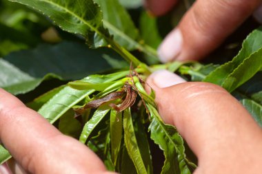 Doğulu meyve güvesinin şeftali dallarına verdiği zarar .