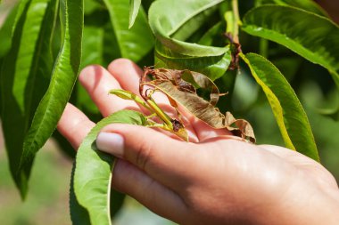 Doğulu meyve güvesinin şeftali dallarına verdiği zarar .