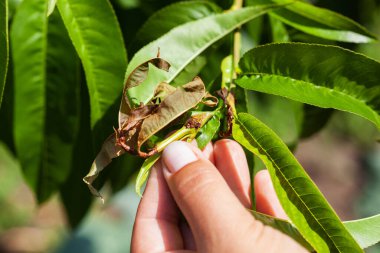 Doğulu meyve güvesinin şeftali dallarına verdiği zarar .