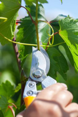 Üzüm çalılarıyla ilgilenmek. Üzüm çimdikleme ve budama.