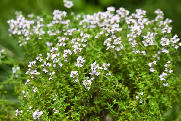 Bahçe yatağında kekik. Orada güzel kokulu bitkiler bitirdik. İlaç bitkileri