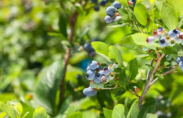 Çiçek açan ve meyveli yaban mersini. Bahçede olgunlaşmamış yaban mersini. Böğürtlen yetiştiriyorum.