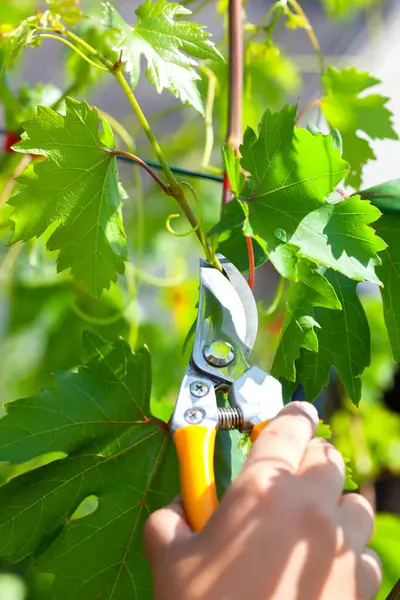 Üzüm çalılarıyla ilgilenmek. Üzüm çimdikleme ve budama.