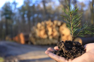 Pine tree seedling in hand, concept of the new forest clipart