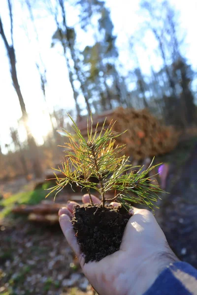 新林業の概念 手に若い松の木 — ストック写真