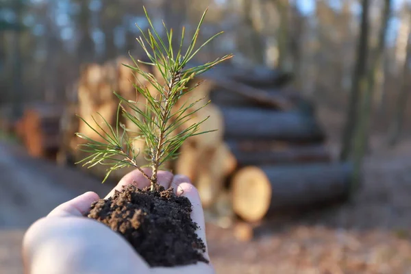 森林と森林再生の概念を植える 手は松の木の苗を保持する バナーコピースペース — ストック写真