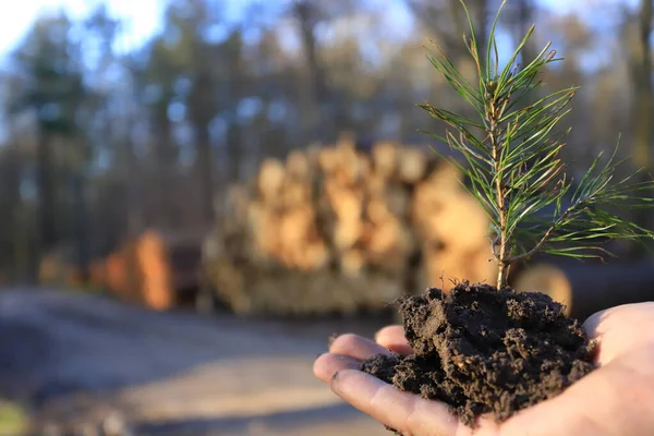 手に松の木の苗 新しい森の概念 — ストック写真