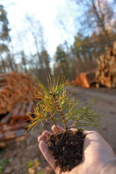 Gros Plan Des Mains Homme Tenant Plant Épinette Dans Forêt — Photo