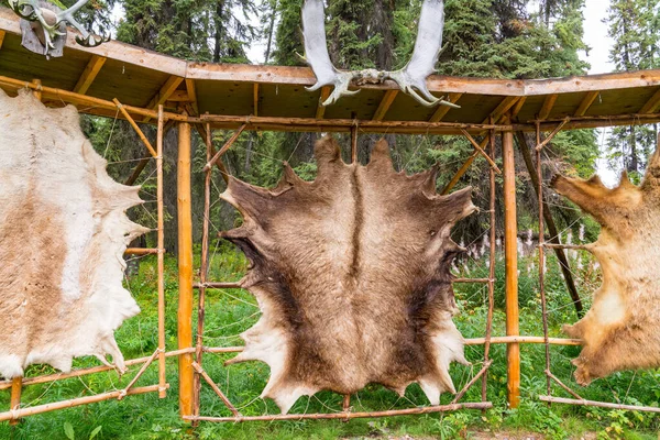 Gelooide Dierenhuiden Uitgestrekt Een Rek Een Alaska Dorp Voor Bontkleding — Stockfoto