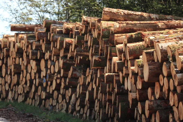 Grandes Pilas Leña Picada Bosque Francés —  Fotos de Stock