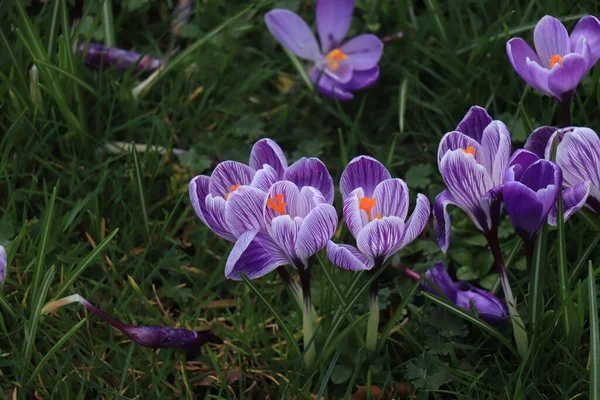 草丛中的一群紫色番红花 — 图库照片
