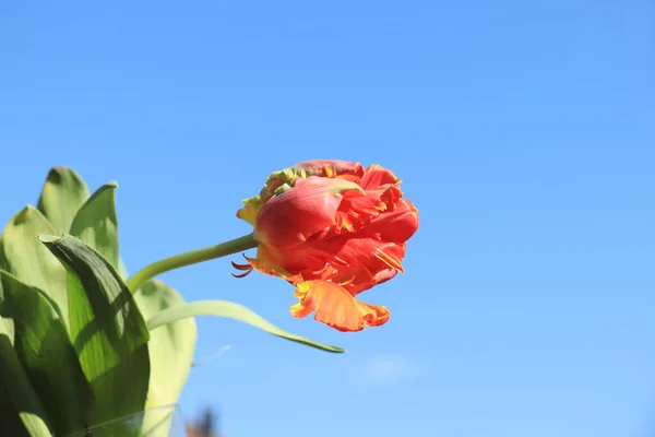 Tulipanes Loro Amarillo Anaranjado Primer Plano Con Cielo Azul Claro —  Fotos de Stock