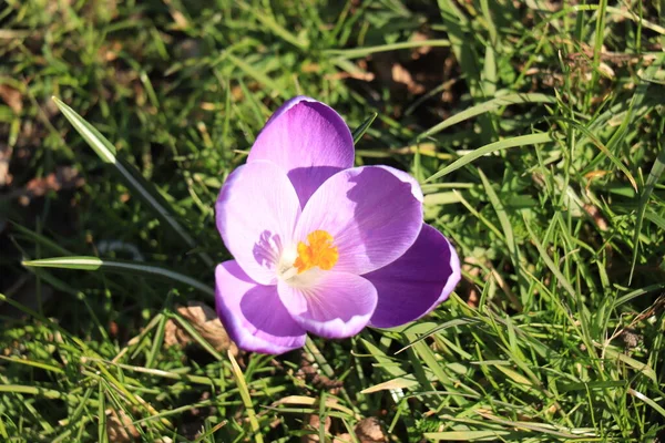 紫色番红花在柔和的早春阳光下 — 图库照片