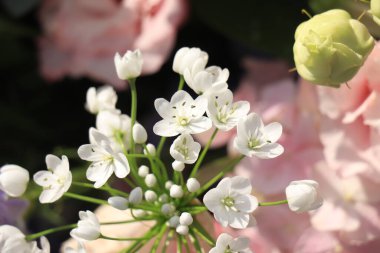 Çiçek açmış taze beyaz Afrika zambağı.