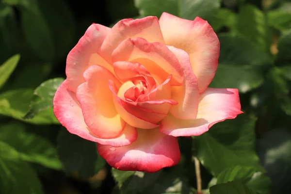 Detailní Záběr Jediné Růžové Růže Pozdním Odpoledním Světle — Stock fotografie