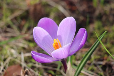 Bahar güneşinin erken saatlerinde tek bir mor krukus
