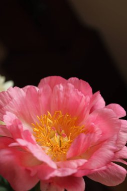 Çiçek açmış büyük pembe bir şakayık