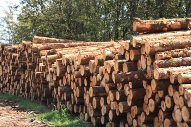 Fransız ormanında büyük bir odun yığını.