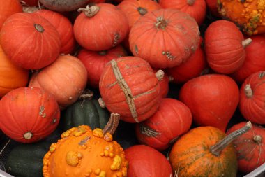 Sonbahar dekorasyonları, çeşitli şekil ve boyutlarda balkabakları.