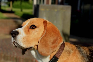 Genç dişi av köpeği, öğleden sonra güneşinde dört yaşında..
