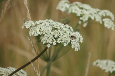 A giant hogweed in a clear blue sky clipart