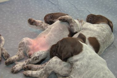 Alman shorthaired ibre kukla, 18 gün eski