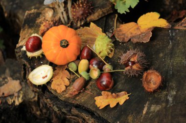 Sonbahar, sonbahar ormanlarında hayat gibidir: mantarlar, kestaneler, balkabakları ve yapraklar.