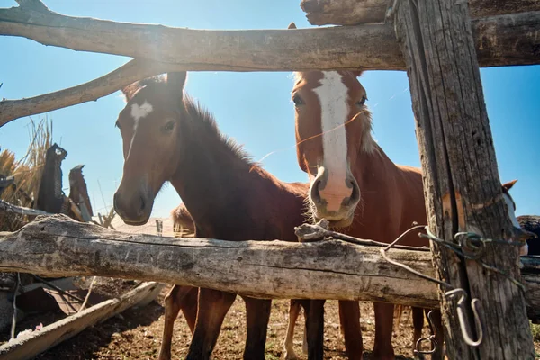 馬は村の屋台に立つ — ストック写真