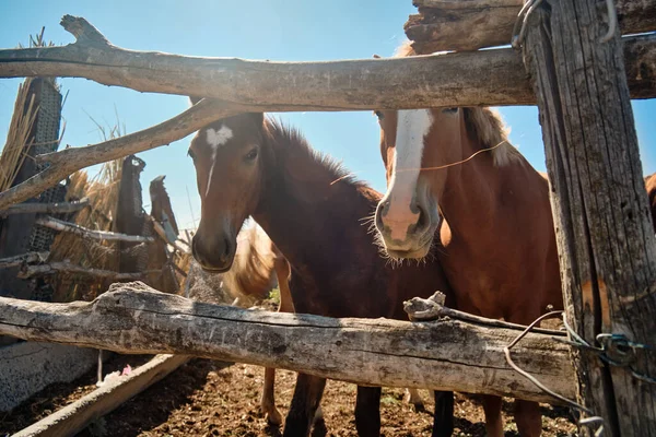 Paarden Staan Een Stal Een Dorp — Stockfoto
