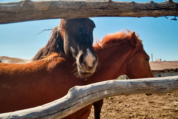 Koně Stojí Stáji Vesnici — Stock fotografie