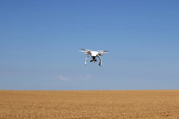 Egy Drón Repül Búzamezőn Mezőgazdaság — Stock Fotó