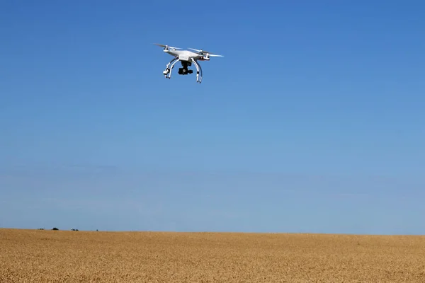 Bir Dron Buğday Tarlasının Üzerinde Uçar — Stok fotoğraf
