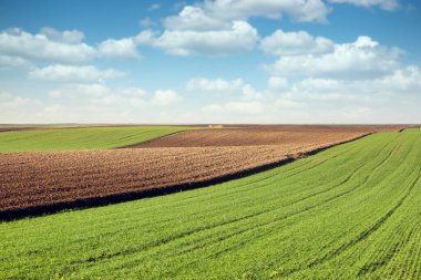 Young green wheat  and plowed field landscapes