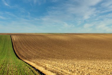 Plowed and young green wheat field landscapes