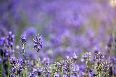 Lavender flowers springtime nature background