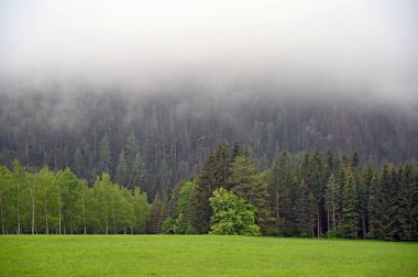 Ormanın üzerinde sis, sabah Styrian Avusturya 'da
