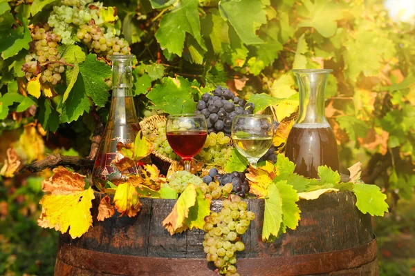 秋のブドウ畑で赤と白のワイン — ストック写真