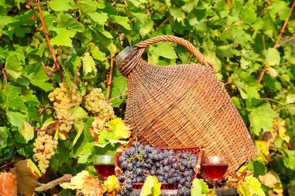 秋のブドウ畑の赤ワイン — ストック写真