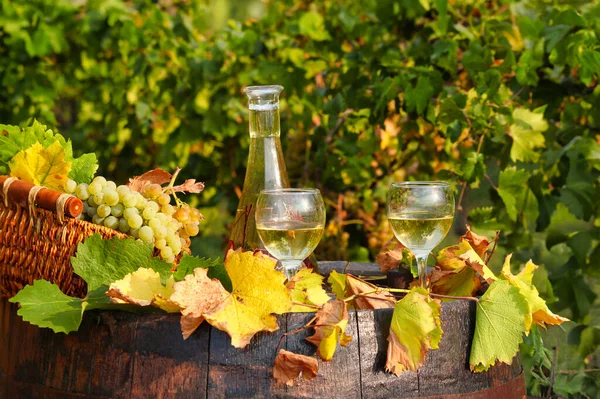 秋天葡萄园里的白葡萄酒和葡萄 — 图库照片