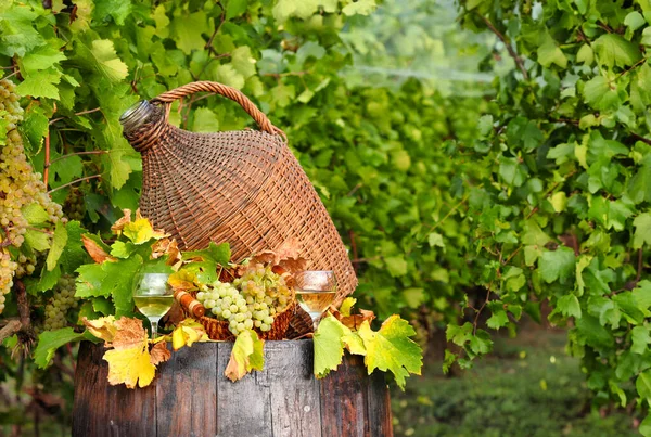 Осінній Сезон Білим Вином Винограднику — стокове фото
