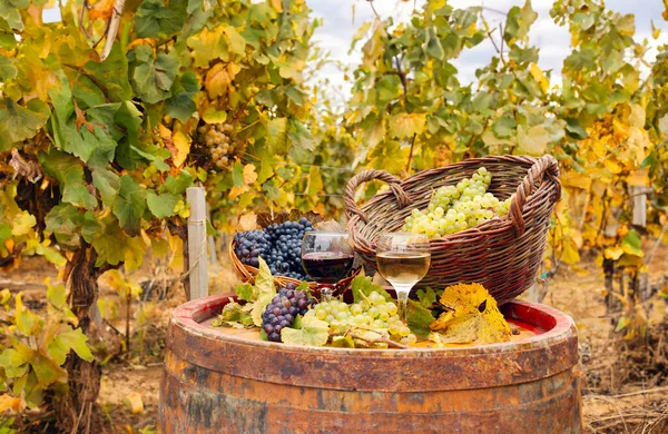 赤と白ワイン秋のブドウ畑 — ストック写真