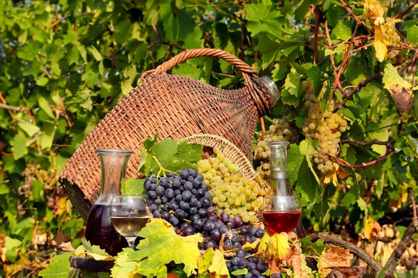 ブドウ畑の赤と白ワイン秋の季節 — ストック写真