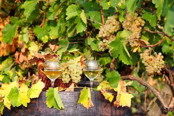 Sezon Jesienny Białych Winogron Wina — Zdjęcie stockowe