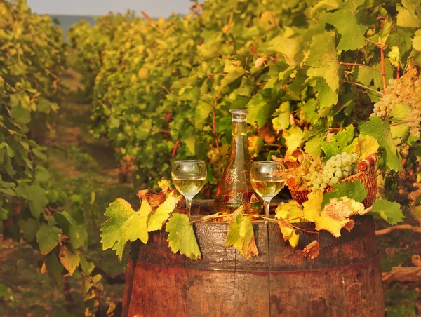 Białe Wino Winogrona Sezonie Jesiennym Winnicy — Zdjęcie stockowe