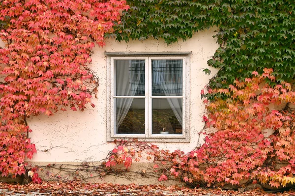Ściana Starym Drewnianym Oknem Kolorowe Liście Pnącza Jesień Sezon — Zdjęcie stockowe