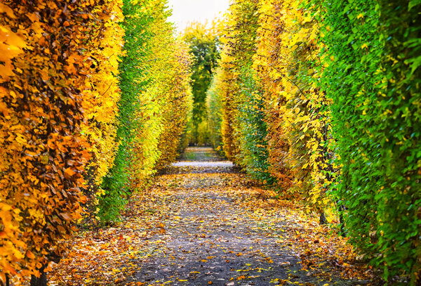 a path covered with leaves in park  autumn season