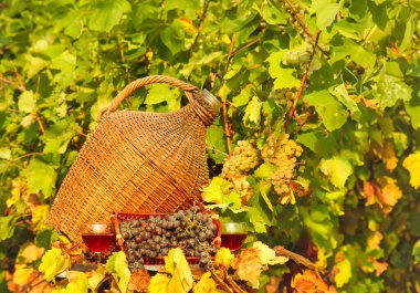 kırmızı şarap ve üzüm sonbahar mevsimi